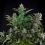 White Widow CBD Feminised